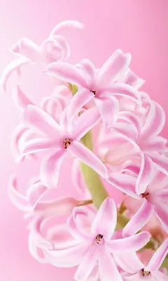 Pink Flowers Live Wallpaper android App screenshot 1