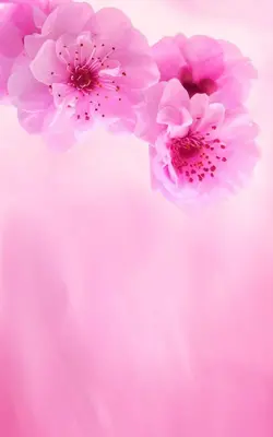 Pink Flowers Live Wallpaper android App screenshot 2