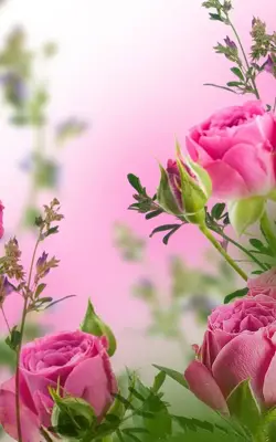 Pink Flowers Live Wallpaper android App screenshot 3