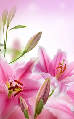 Pink Flowers Live Wallpaper android App screenshot 5